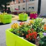 fleur, odorat, couleur, senteur